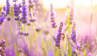 Cell Phones: Do They Really Have Something To Do With Bee Loss?​