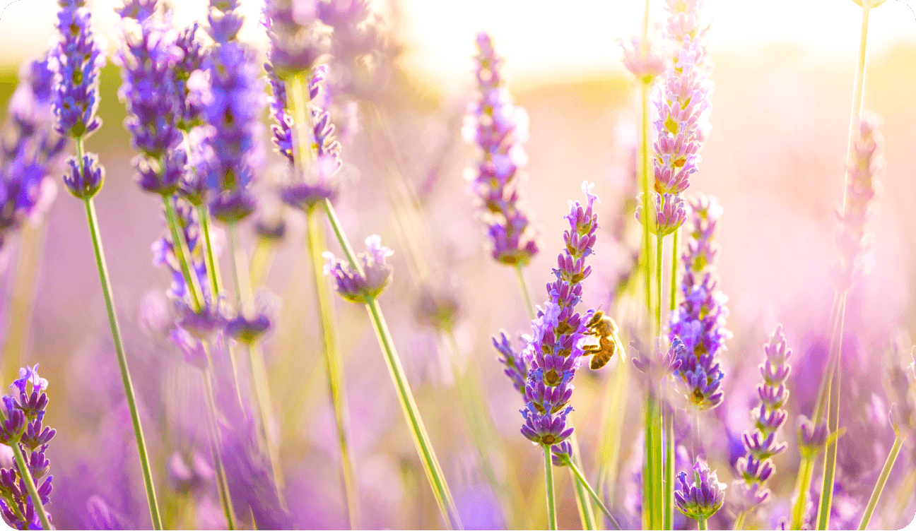 Cell Phones: Do They Really Have Something To Do With Bee Loss?​